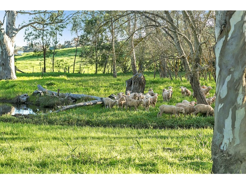 119 Lucas Road, Mount Pleasant SA 5235