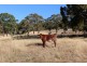 516 Burford’s Hill Road, Mount Torrens SA 5244