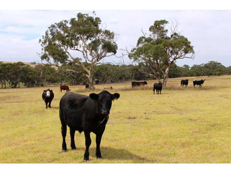 A103 Tugwell Road, Waitpinga SA 5211