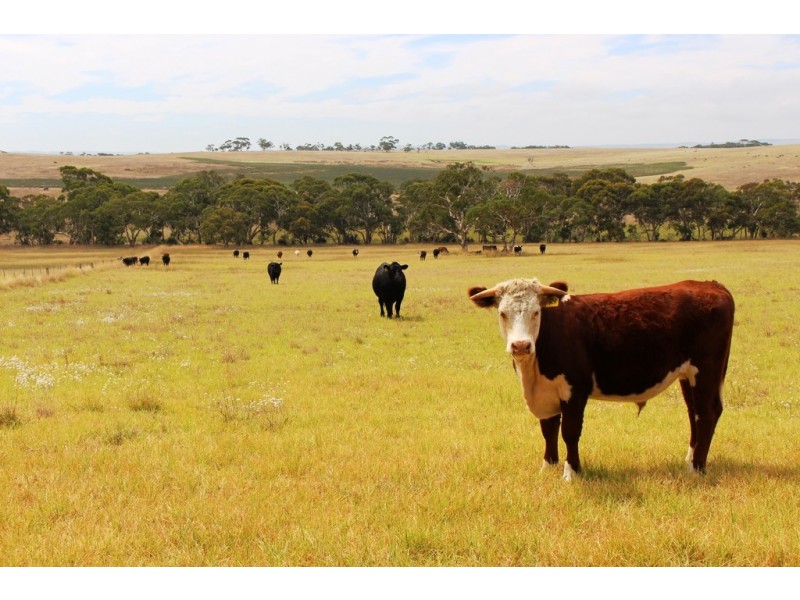 A103 Tugwell Road, Waitpinga SA 5211