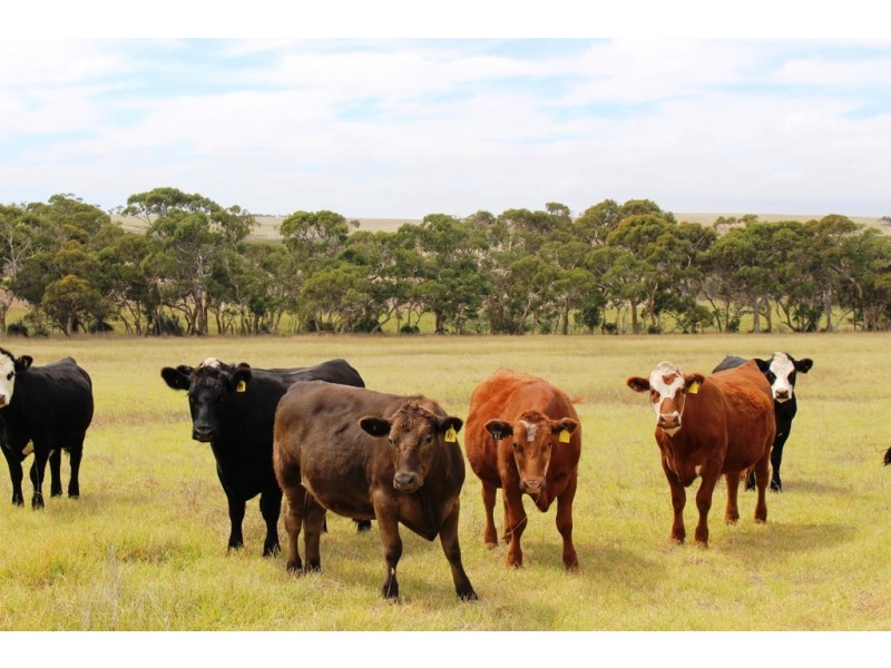 A103 Tugwell Road, Waitpinga SA 5211