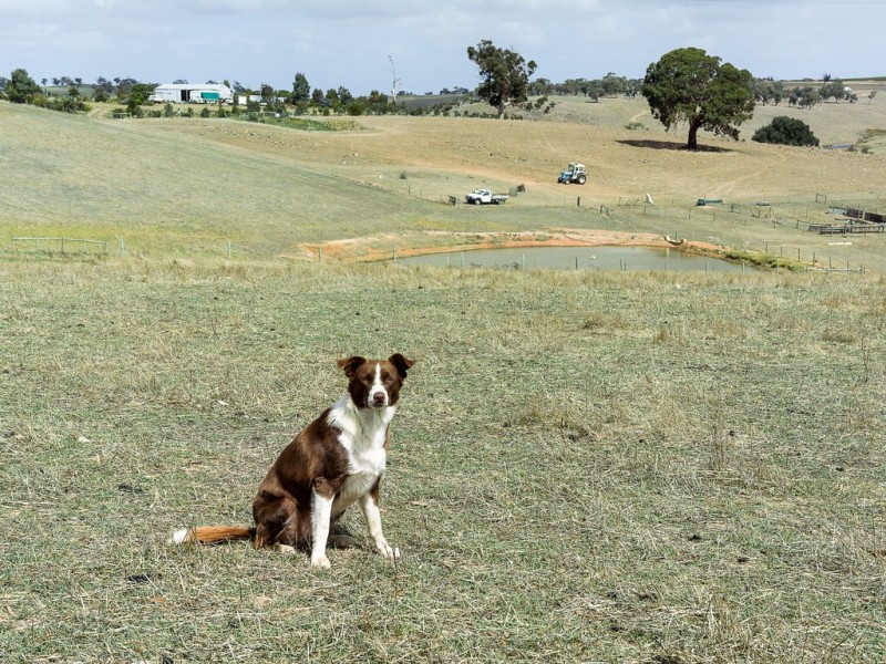 583 (Lot 9) Ashbourne Road, Strathalbyn SA 5255