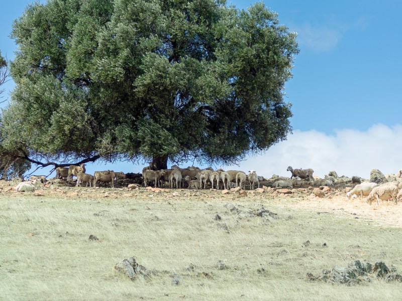 583 (Lot 9) Ashbourne Road, Strathalbyn SA 5255