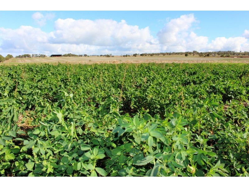 224 Burnlea Road, Langhorne Creek SA 5255