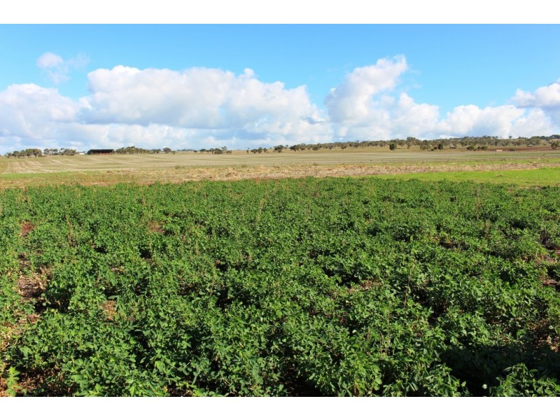 224 Burnlea Road, Langhorne Creek SA 5255