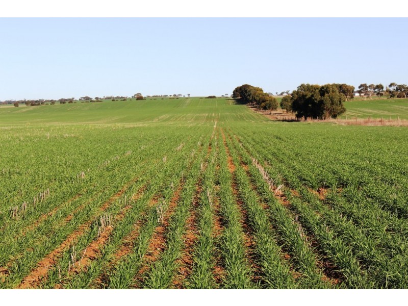 224 Burnlea Road, Langhorne Creek SA 5255