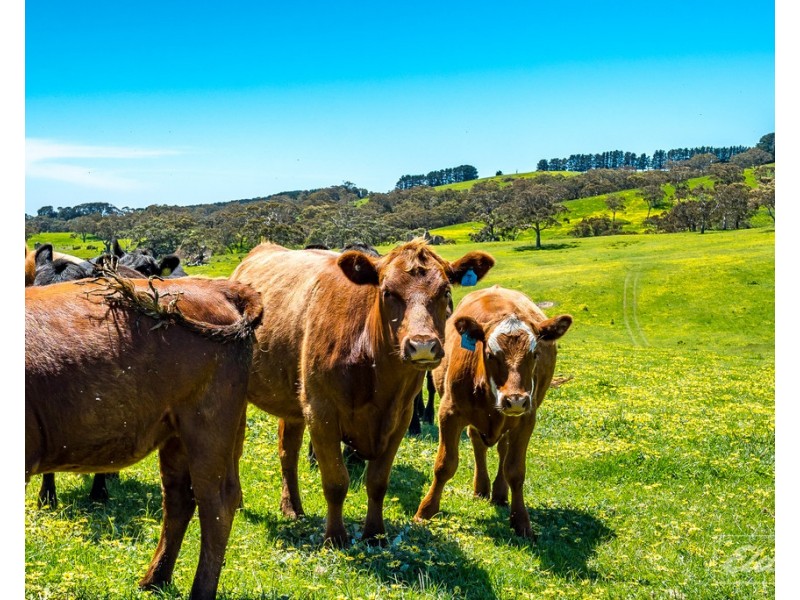 Lot 20 Main South Road and Norman Lane, Delamere SA 5204