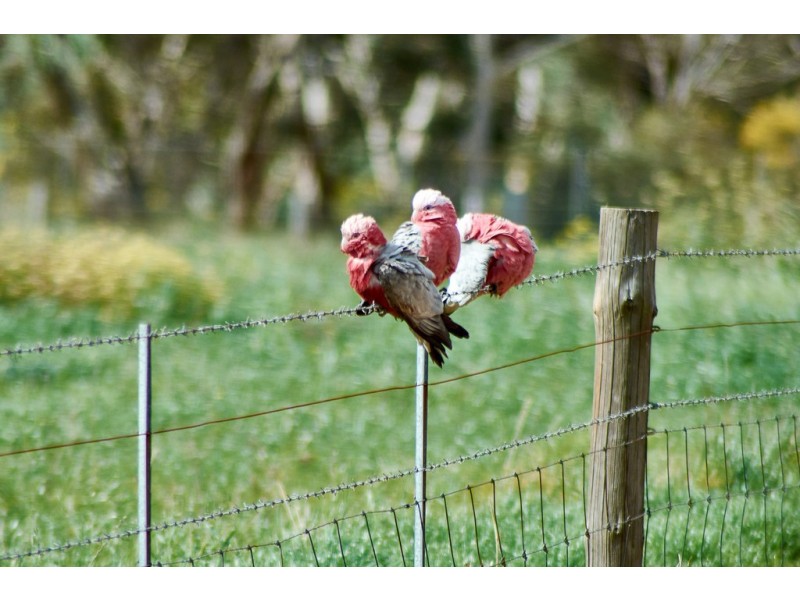 31 (A61) Swamp Road, Strathalbyn SA 5255