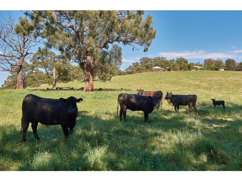 350 Whites Road,, Meadows SA 5201