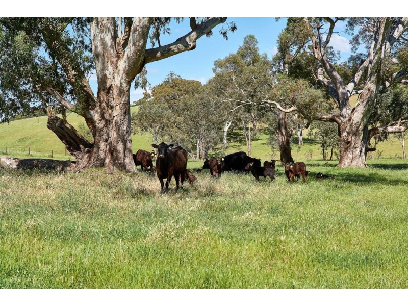 350 Whites Road,, Meadows SA 5201