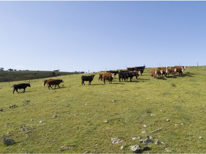 A101 Wattle Flat Road, Strathalbyn SA 5255