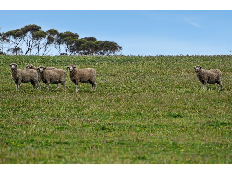 1296 Alexandrina Rd, Finniss SA 5255