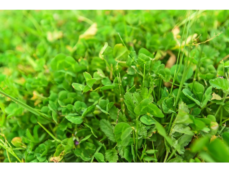 1296 Alexandrina Rd, Finniss SA 5255