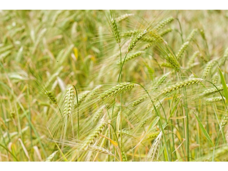 A339 Kangaroo Road, Langhorne Creek SA 5255