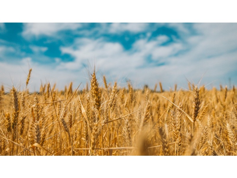 A339 Kangaroo Road, Langhorne Creek SA 5255