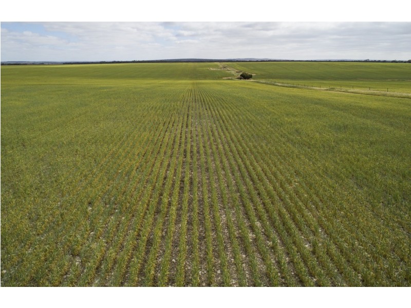 A339 Kangaroo Road, Langhorne Creek SA 5255