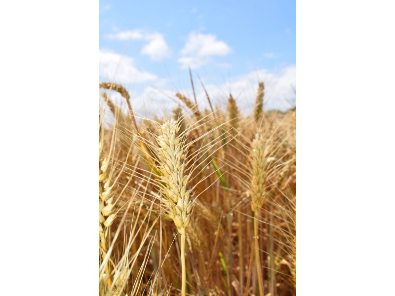 A339 Kangaroo Road, Langhorne Creek SA 5255