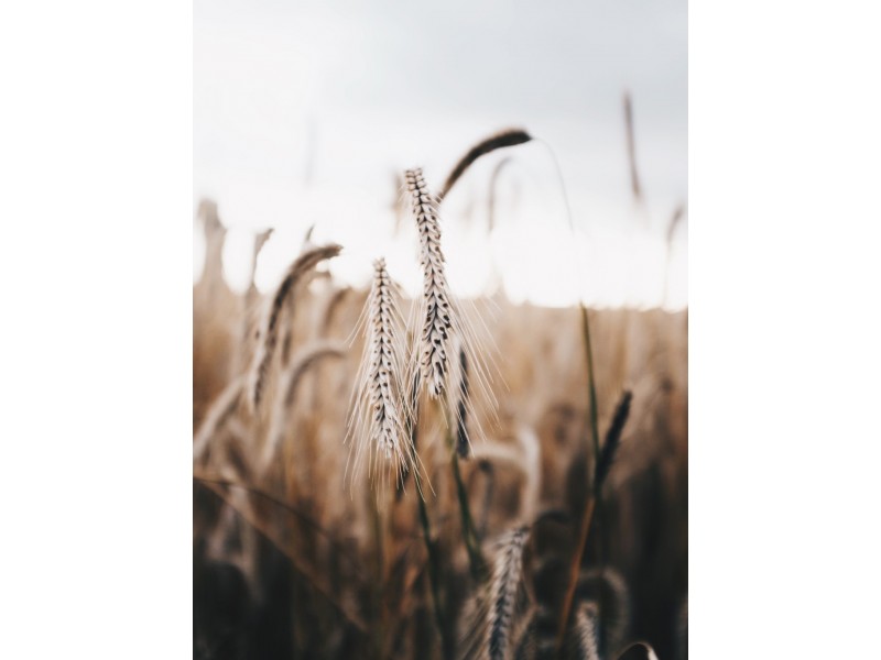 A339 Kangaroo Road, Langhorne Creek SA 5255