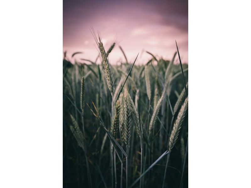 A339 Kangaroo Road, Langhorne Creek SA 5255