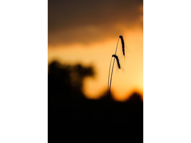 A339 Kangaroo Road, Langhorne Creek SA 5255