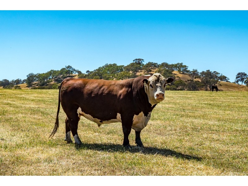 5689 Main South Road, Myponga SA 5202