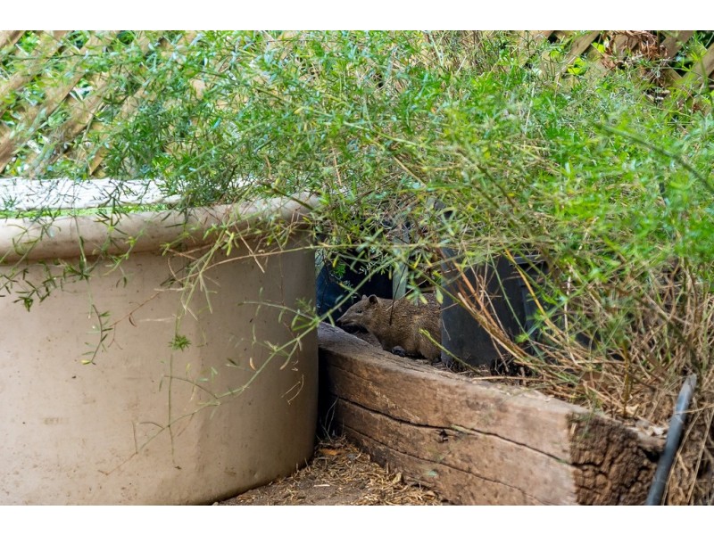 787 Springmount Road, Inman Valley SA 5211