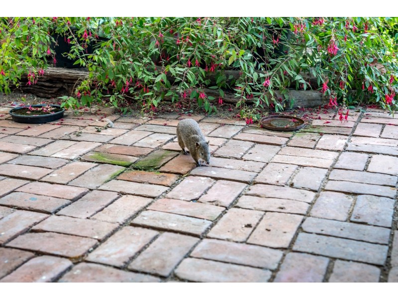 787 Springmount Road, Inman Valley SA 5211