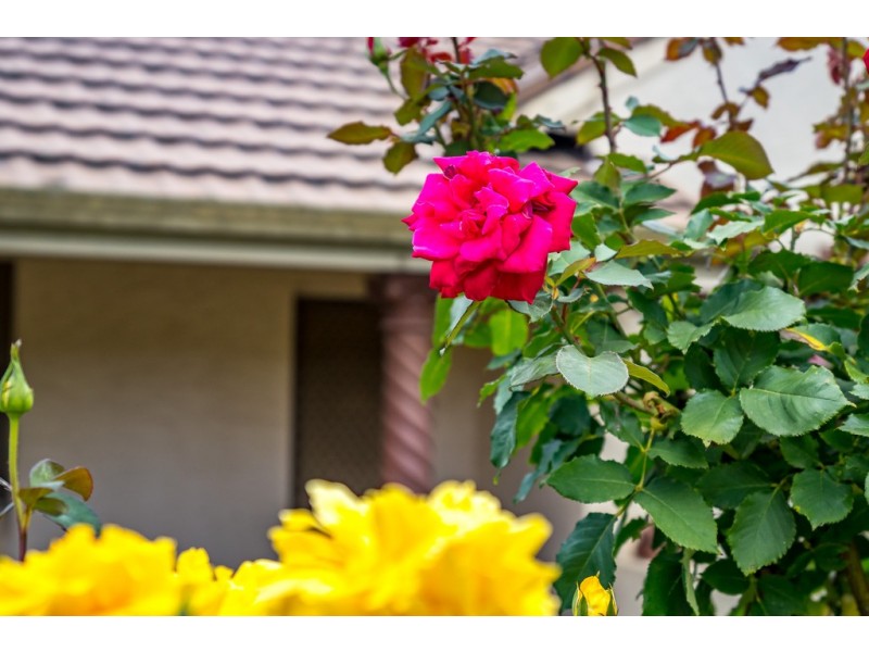 15 KONDOPARINGA ROAD, Meadows SA 5201