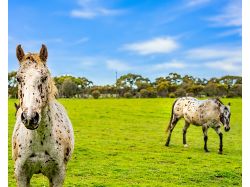 800 Finniss-Milang Road, Finniss SA 5255