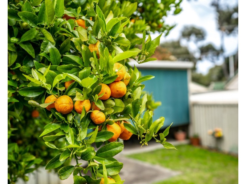 16 Baudin Road, Victor Harbor SA 5211