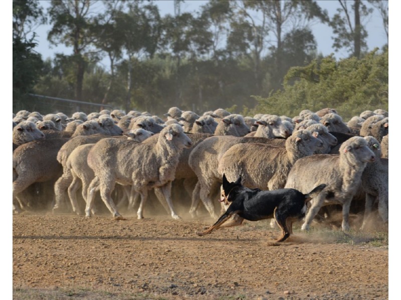 809 Lake Road, Langhorne Creek SA 5255