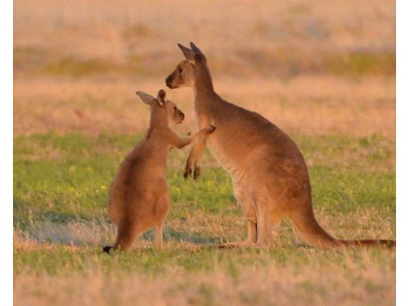 809 Lake Road, Langhorne Creek SA 5255