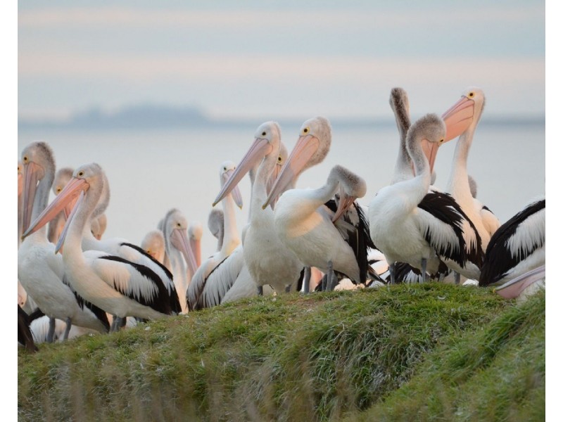 809 Lake Road, Langhorne Creek SA 5255