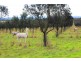 Lot 4 Finniss Park Road, Currency Creek SA 5214