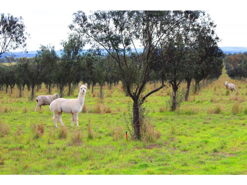 Lot 4 Finniss Park Road, Currency Creek SA 5214
