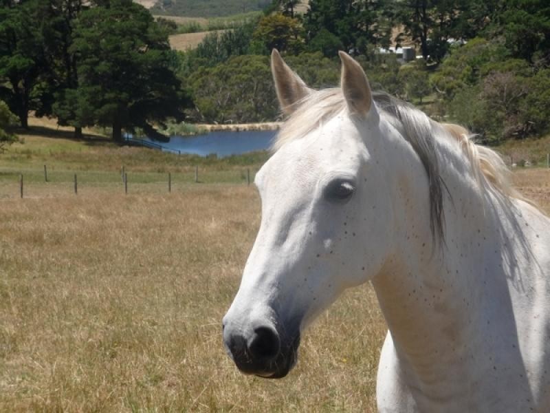 Lot 11 Victor Harbor Road, Mount Jagged SA 5211