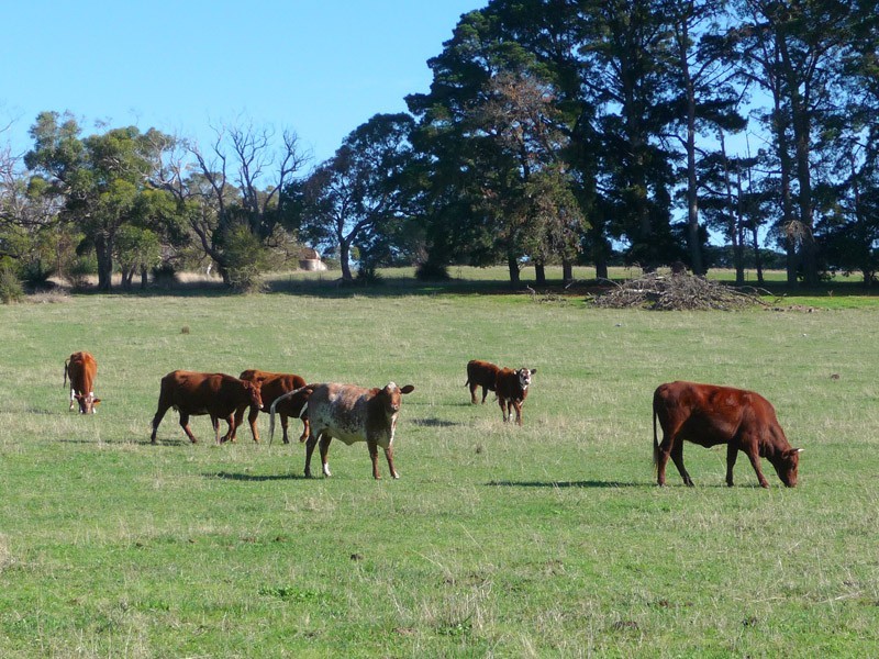 Section 306 Victor Harbor Road, Mount Jagged SA 5211