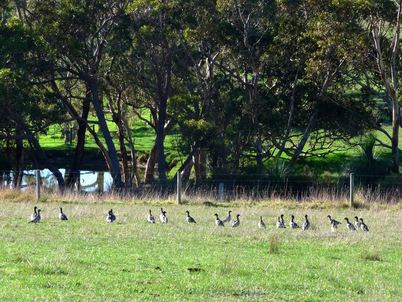 Section 306 Victor Harbor Road, Mount Jagged SA 5211