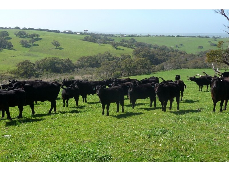 Sec 286 Waitpinga Road, Willow Creek SA 5211