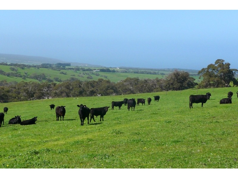 Sec 286 Waitpinga Road, Willow Creek SA 5211