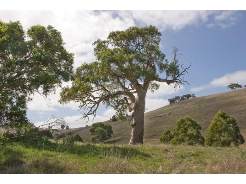 “Wonoka Downs” Sunnydale Road, Ashbourne SA 5157