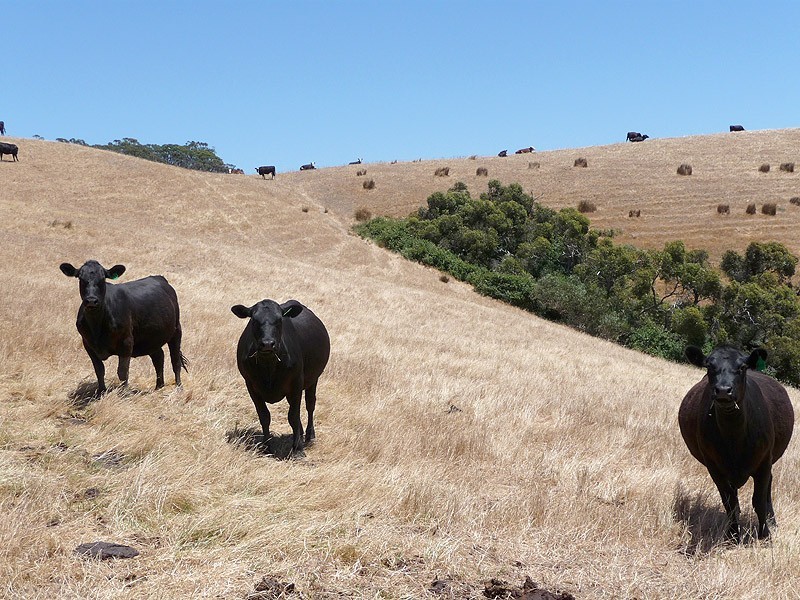 Lot 11 Hindmarsh Tiers Road, Myponga SA 5202