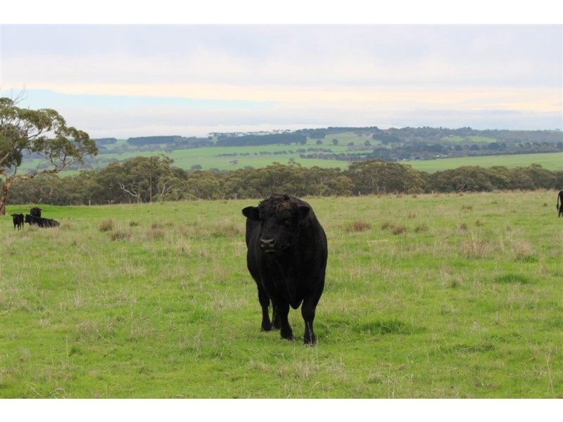 Lot 3 DePledge Road, Waitpinga SA 5211