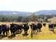 53-54 Sawpit Road, Lower Inman Valley SA 5211