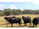 53-54 Sawpit Road, Lower Inman Valley SA 5211