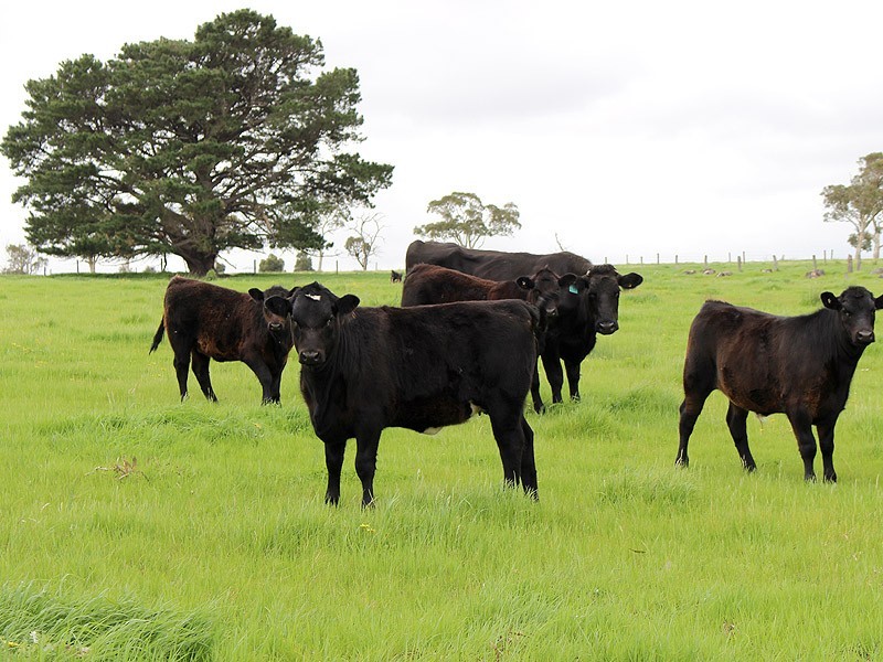 53-54 Sawpit Road, Lower Inman Valley SA 5211