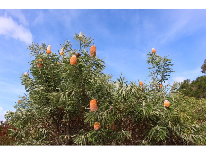 137 Waggon Road, Victor Harbor SA 5211