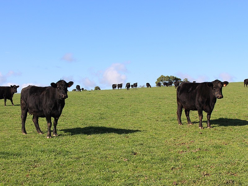 779 Tapanappa Road, Parawa SA 5203