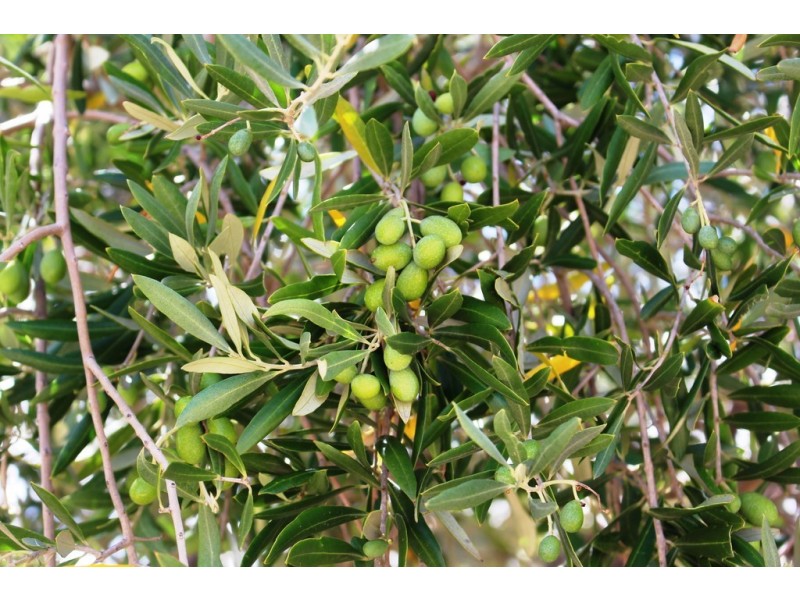 957 Signal Flat Road, Strathalbyn SA 5255