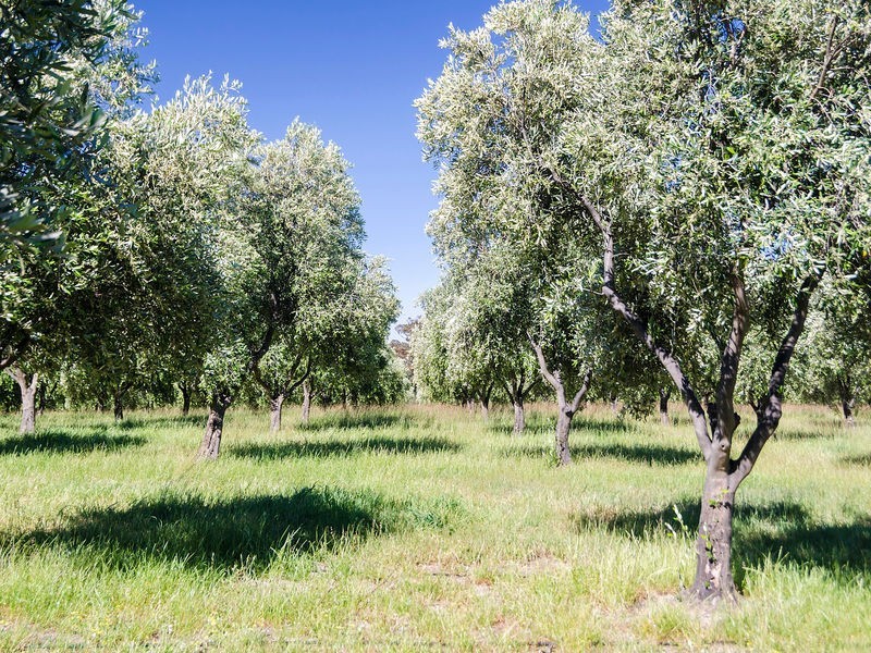 957 Signal Flat Road, Strathalbyn SA 5255